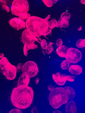 名古屋港水族館に投稿された画像（2023/5/4）