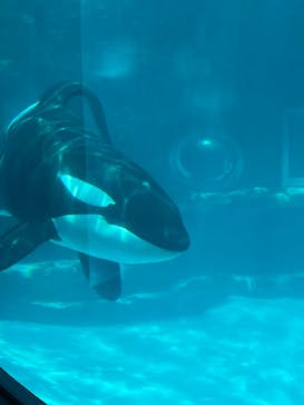 名古屋港水族館に投稿された画像（2023/5/4）