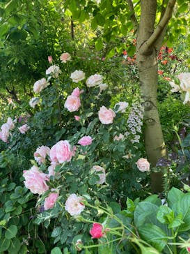 横浜イングリッシュガーデンに投稿された画像（2023/5/4）