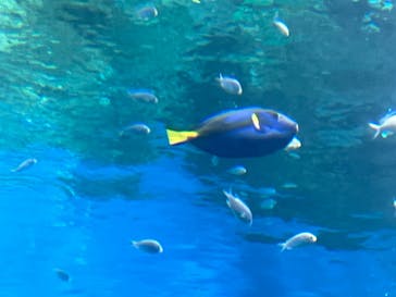 アクアワールド茨城県大洗水族館に投稿された画像（2023/5/4）