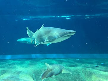 アクアワールド茨城県大洗水族館に投稿された画像（2023/5/4）