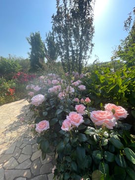 横浜イングリッシュガーデンに投稿された画像（2023/5/4）