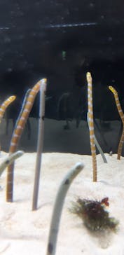 京都水族館に投稿された画像（2023/5/4）