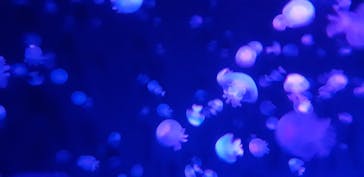 京都水族館に投稿された画像（2023/5/4）