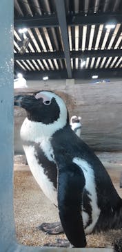 京都水族館に投稿された画像（2023/5/4）