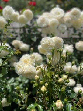 横浜イングリッシュガーデンに投稿された画像（2023/5/4）