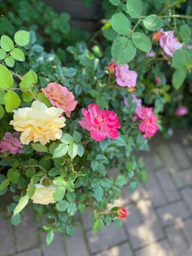 横浜イングリッシュガーデンに投稿された画像（2023/5/4）