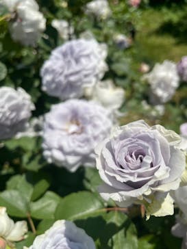 横浜イングリッシュガーデンに投稿された画像（2023/5/4）