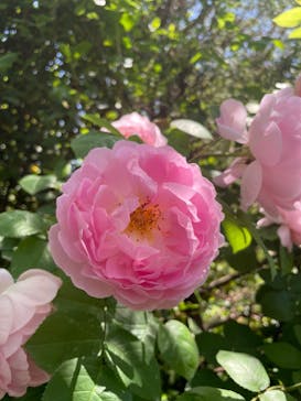 横浜イングリッシュガーデンに投稿された画像（2023/5/4）