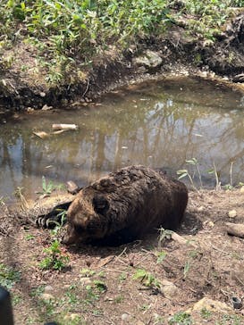 サホロリゾート　ベア･マウンテンに投稿された画像（2023/5/4）