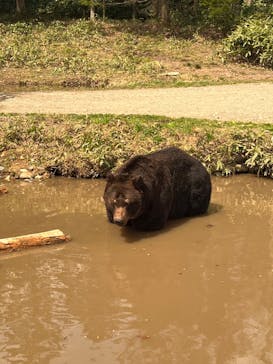 サホロリゾート　ベア･マウンテンに投稿された画像（2023/5/4）