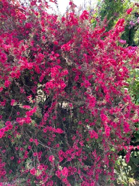 横浜イングリッシュガーデンに投稿された画像（2023/5/4）