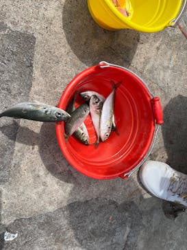 城崎マリンワールドに投稿された画像（2023/5/4）