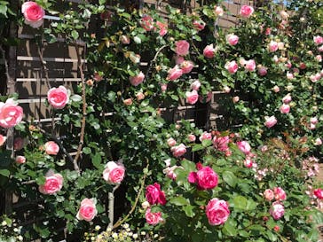 ニューヨークランプミュージアム＆フラワーガーデンに投稿された画像（2023/5/4）