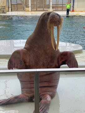 城崎マリンワールドに投稿された画像（2023/5/4）