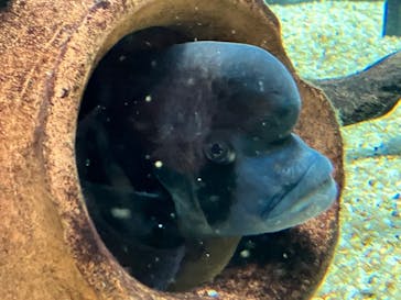 カワスイ 川崎⽔族館に投稿された画像（2023/5/4）