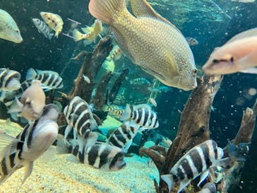 カワスイ 川崎⽔族館に投稿された画像（2023/5/4）