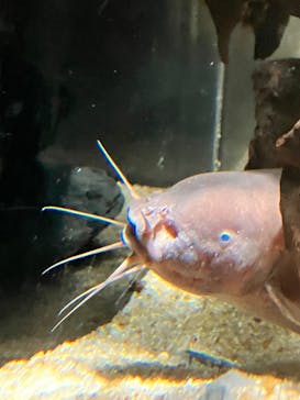 カワスイ 川崎⽔族館に投稿された画像（2023/5/4）