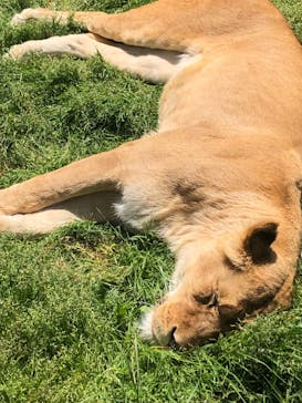 那須サファリパークに投稿された画像（2023/5/4）