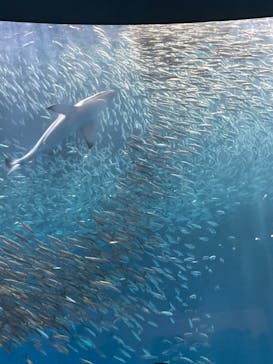 名古屋港水族館に投稿された画像（2023/5/4）