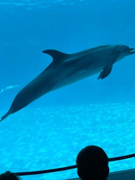 名古屋港水族館に投稿された画像（2023/5/4）