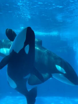 名古屋港水族館に投稿された画像（2023/5/4）