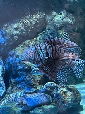 名古屋港水族館に投稿された画像（2023/5/4）