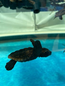 名古屋港水族館に投稿された画像（2023/5/4）