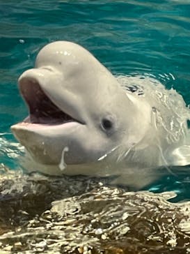 名古屋港水族館に投稿された画像（2023/5/4）