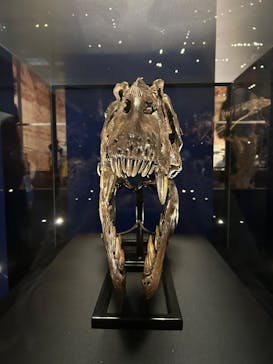 特別展「恐竜博2023」に投稿された画像（2023/5/4）