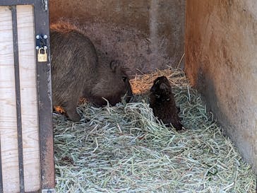 伊豆シャボテン動物公園に投稿された画像（2023/5/4）