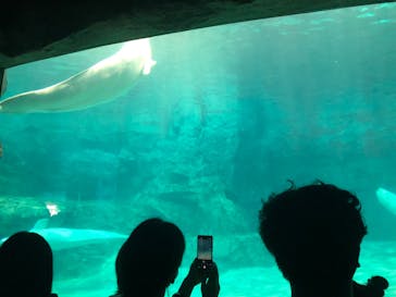 名古屋港水族館に投稿された画像（2023/5/4）