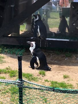 名古屋港水族館に投稿された画像（2023/5/4）