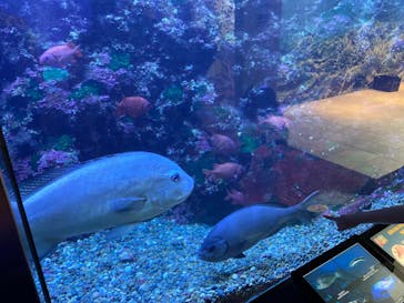 串本海中公園水族館に投稿された画像（2023/5/4）