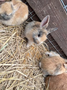 しろとり動物園に投稿された画像（2023/5/4）