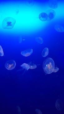 新江ノ島水族館に投稿された画像（2023/5/4）