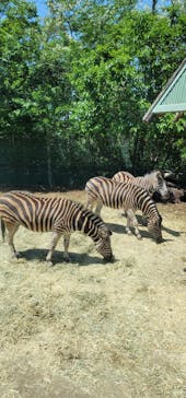 群馬サファリパークに投稿された画像（2023/5/4）