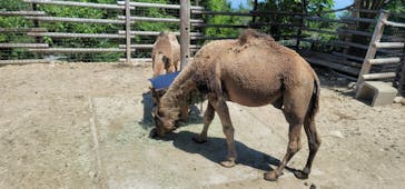 群馬サファリパークに投稿された画像（2023/5/4）