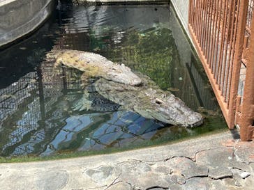 熱川バナナワニ園に投稿された画像（2023/5/4）