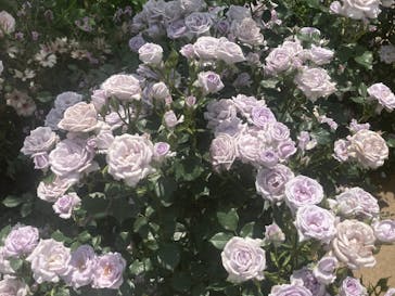 横浜イングリッシュガーデンに投稿された画像（2023/5/4）