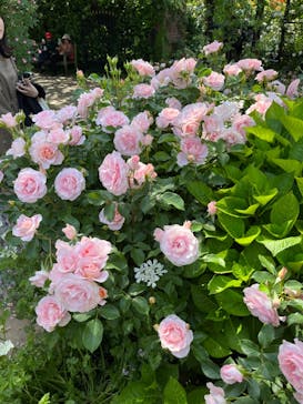 横浜イングリッシュガーデンに投稿された画像（2023/5/4）