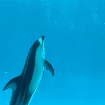 名古屋港水族館に投稿された画像（2023/5/4）