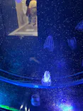 名古屋港水族館に投稿された画像（2023/5/4）