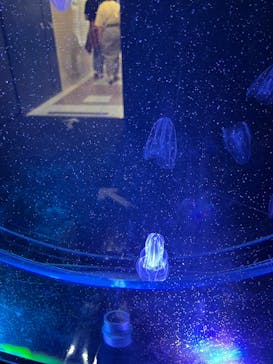 名古屋港水族館に投稿された画像（2023/5/4）