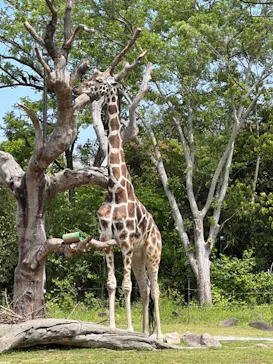 天王寺動物園に投稿された画像（2023/5/4）