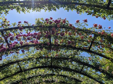 横浜イングリッシュガーデンに投稿された画像（2023/5/4）