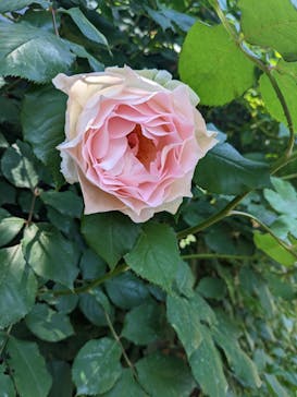 横浜イングリッシュガーデンに投稿された画像（2023/5/4）