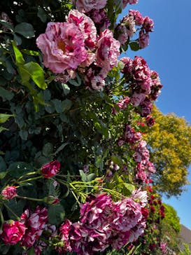 横浜イングリッシュガーデンに投稿された画像（2023/5/4）