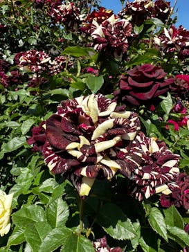 横浜イングリッシュガーデンに投稿された画像（2023/5/4）