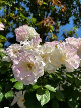 横浜イングリッシュガーデンに投稿された画像（2023/5/4）